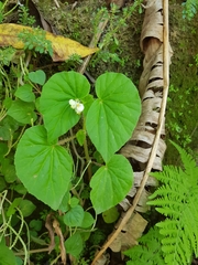Begonia hirtella
