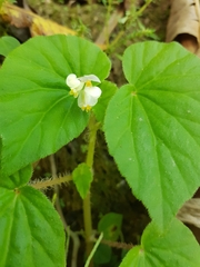 Begonia hirtella