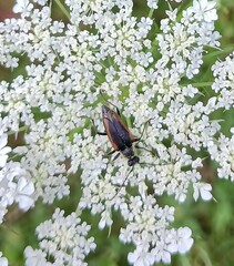Brachyleptura