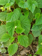 Begonia hirtella