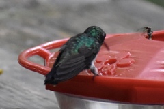 Chlorostilbon assimilis