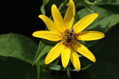 Nomada vincta
