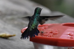 Chlorostilbon assimilis