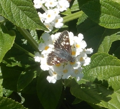 Burnsius communis