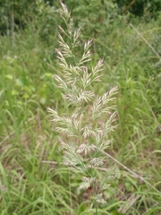 Calamagrostis cinnoides