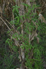 Ipomoea heptaphylla