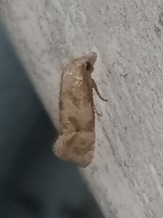 Platphalonidia