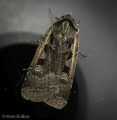 Parabagrotis exsertistigma