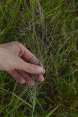 Leptochloa mucronata