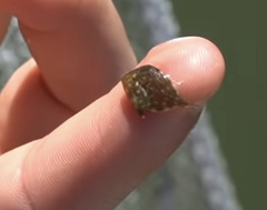 Stephanolepis hispida