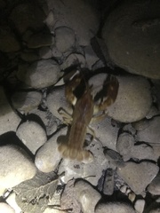 Austropotamobius pallipes