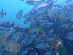 Anisotremus scapularis