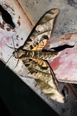 Protambulyx euryalus