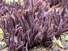 Alloclavaria