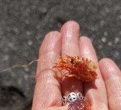 Lebbeus groenlandicus