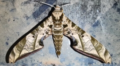 Protambulyx euryalus