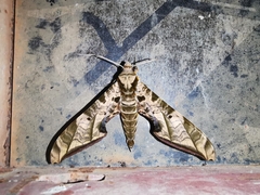 Protambulyx euryalus