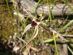 Caladenia tensa