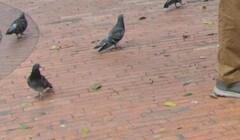 Columba livia