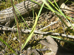 Caladenia tensa