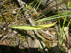 Caladenia tensa