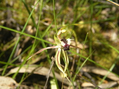 Caladenia tensa