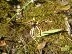 Caladenia tensa