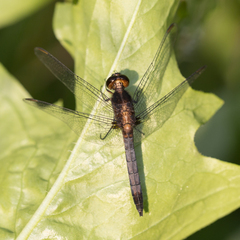Erythrodiplax paraguayensis