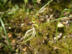Caladenia tensa