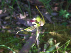 Caladenia tensa