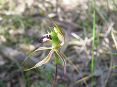 Caladenia tensa