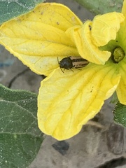 Acmaeodera quadrivittatoides