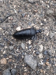 Meloinae