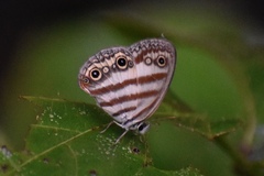 Euptychia
