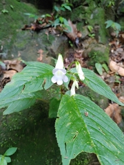 Henckelia anachoreta