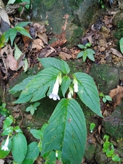 Henckelia anachoreta