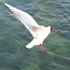 Chroicocephalus ridibundus