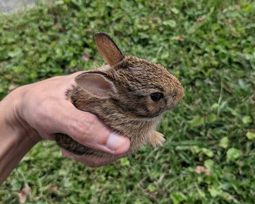 Eastern Cottontail photographed in Maryland