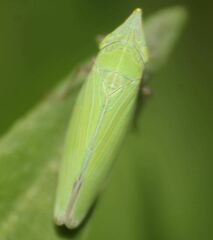 Draeculacephala producta