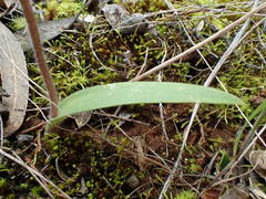 Caladenia tensa