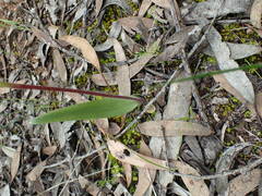 Caladenia tensa