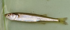 Basilichthys microlepidotus