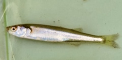 Basilichthys microlepidotus