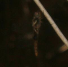 Pantala hymenaea