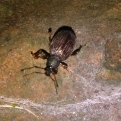 Otiorhynchus rugosostriatus