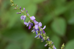 Desmodium cuspidatum longifolium