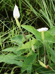 Peltandra sagittifolia