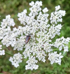 Brachyleptura