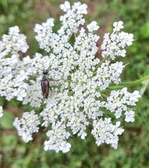 Brachyleptura