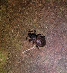 Otiorhynchus rugosostriatus